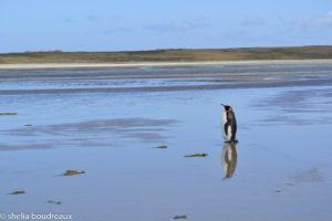 Stanley, Falkland Islands, Penguin, Buff Cove